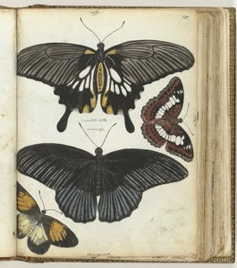 mariposas indias de Jan Brandes