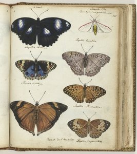 mariposas indias de Jan Brandes