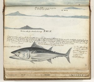 Perfiles costeros de Canarias. Pez.