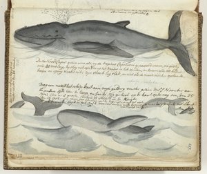 ballenas francas del norte de Jan Brandes