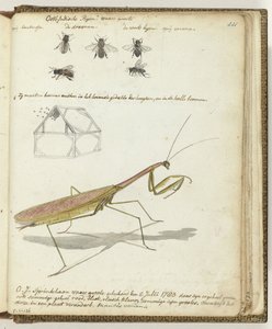 Saltamontes y abejas de las Indias Orientales de Jan Brandes