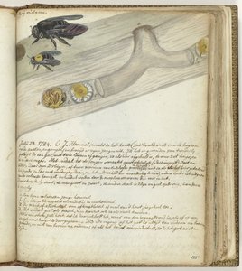 Abejorro de las Indias Orientales de Jan Brandes