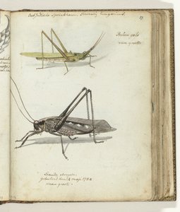 Saltamontes de las Indias Orientales. de Jan Brandes