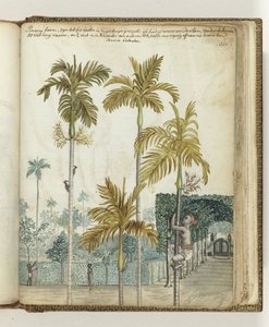 Árboles pinang en la finca