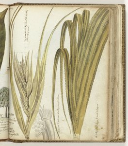 Poedak, flor de las Indias Orientales de Jan Brandes