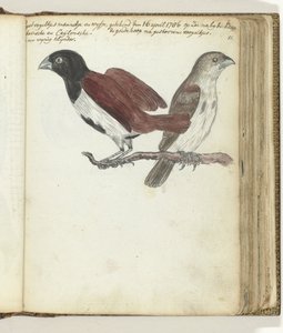 aves de arroz
