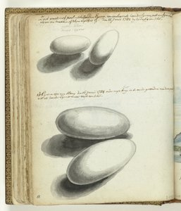 Huevos de tortuga y serpiente