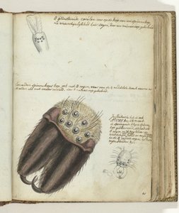 cabezas de araña de Jan Brandes