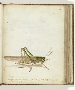 Saltamontes de Jan Brandes