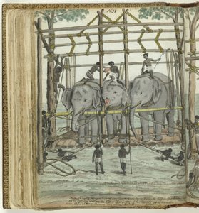 domar un elefante de Jan Brandes