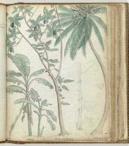 árboles tropicales