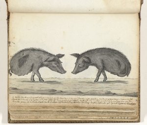 Cerdos sin patas traseras de Jan Brandes