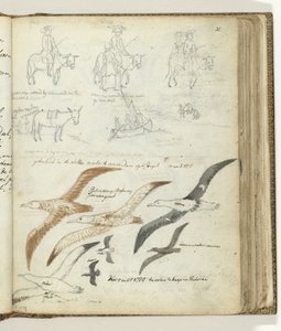 Historia sobre el hombre y el burro. aves marinas de Jan Brandes