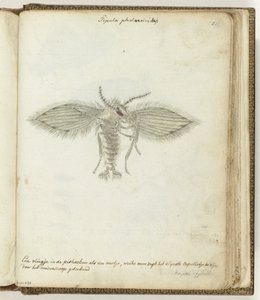 volar de Jan Brandes