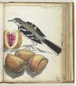 Lavandera con Fruta