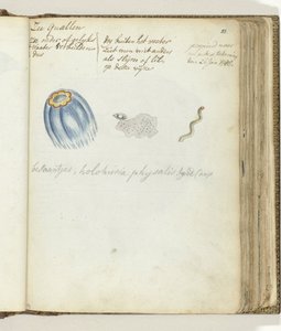 medusas de mar de Jan Brandes