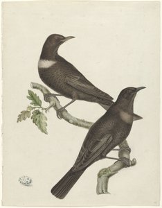 Dos tordos de pico (Purdus torquatus) con un huevo