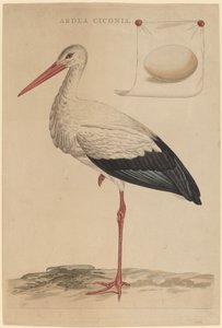 La cigüeña blanca de Jan Christiaan Sepp