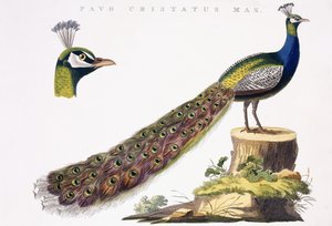 Pavo Real, c.1809-1829