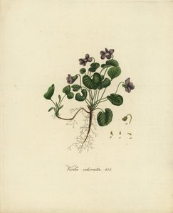 Violeta dulce o violeta inglesa, Viola odorata de Jan Christiaen Sepp