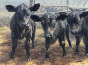 Terneros negros curiosos de Jan Clizer