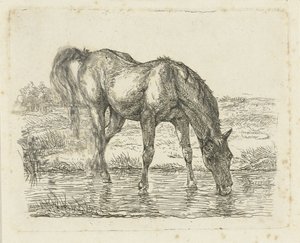caballo bebiendo