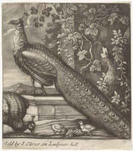 pavos reales de Jan Griffier (I)
