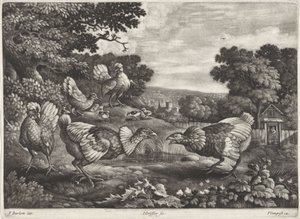 pollos de pelea