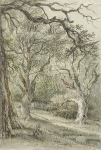 Vista del bosque