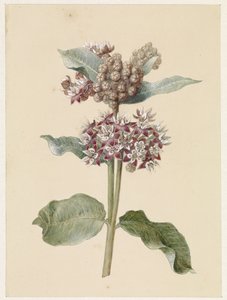 Especies de Asclepias en flor