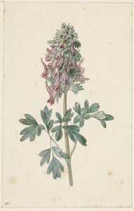 Floración Corydalis bulbosa de Jan Jacob Goteling Vinnis