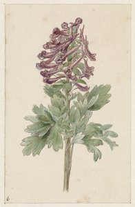 Floración Corydalis bulbosa de Jan Jacob Goteling Vinnis