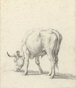 toro de pastoreo de Jan Kobell (II)