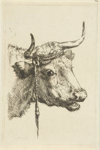 cabeza de vaca