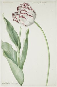 Tulipán Grand Roy de Francia de Jan Laurensz. van der Vinne