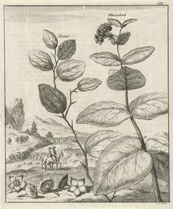 Imagen de dos plantas persas de Jan Luyken