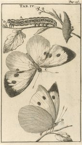 Orugas, pupas y mariposas IV