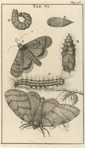 Orugas, pupas y mariposas VI de Jan Luyken