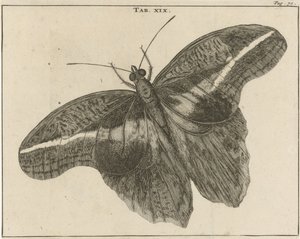 Mariposa gigante de Surinam XIX de Jan Luyken
