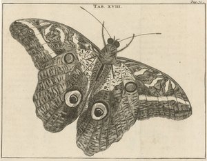 Mariposa gigante de Surinam XVIII de Jan Luyken