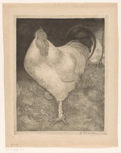 Gallo en una pata