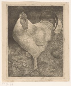 Gallo en una pata