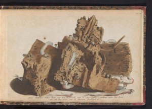 Partes del trabajo de pilotes afectadas por gusanos de barco, 1731 Tres piezas de madera de roble del Paalwerk aan de Zee-Dyken, dibujadas después de la vida tal como fue perforada por los Wurmen (título sobre el objeto)