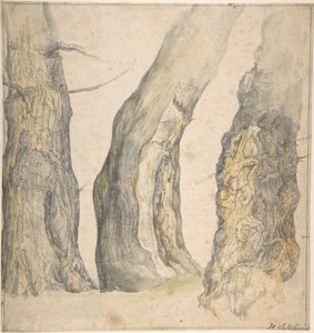 Estudio de tres viejos árboles nudosos