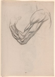 Estudio anatómico de los músculos de un brazo derecho de Jan Veth