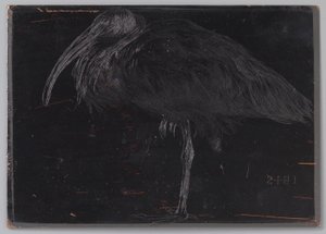Ibis (título original del objeto) de Jan Veth