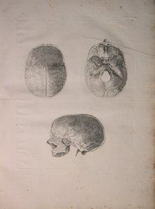 Albinus II, Pl. III, hueso craneal, ilustración de 