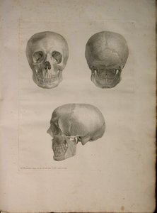 Albinus II, Pl. I, ilustración de 