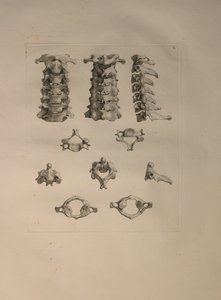 Albinus II, Pl. X: Vértebra cervical, ilustración de 
