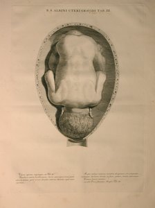 Útero de Albinus, Pl. III, ilustración de 